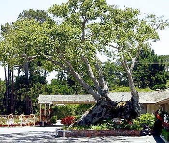Padre Oaks Monterey