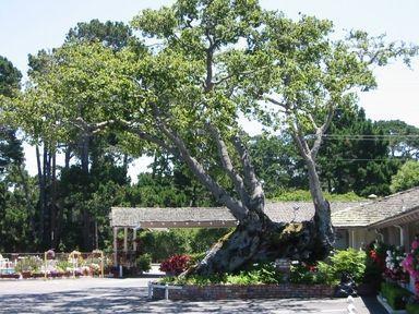 Motel Padre Oaks