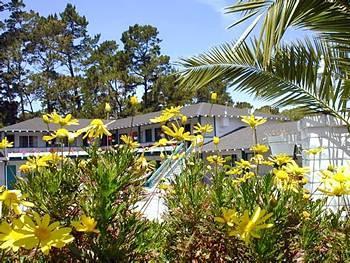 Pines 2*